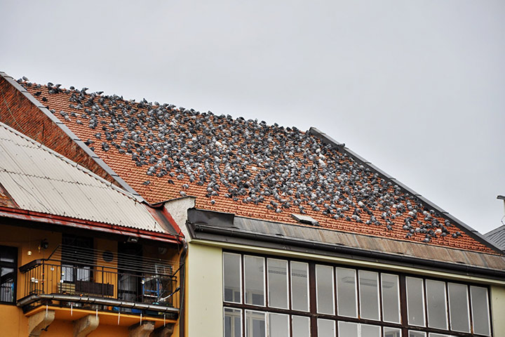 A2B Pest Control are able to install spikes to deter birds from roofs in Forfar.