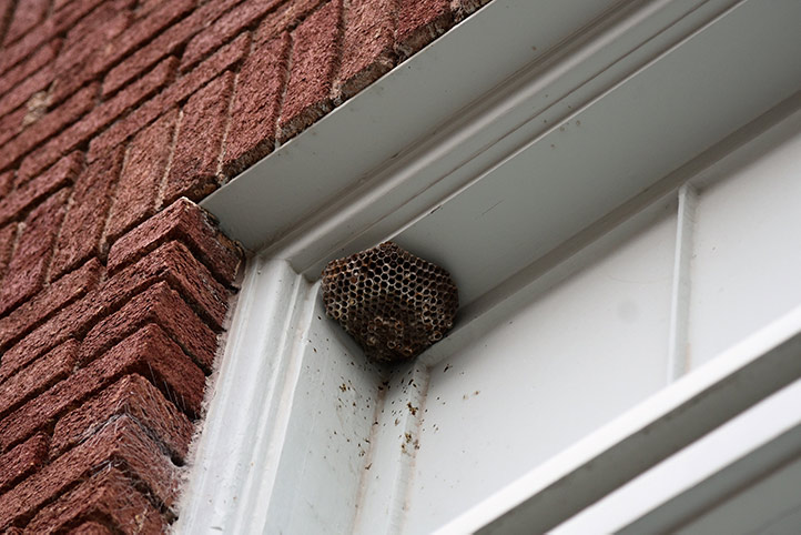 We provide a wasp nest removal service for domestic and commercial properties in Forfar.
